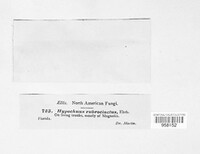 Herpothallon rubrocinctum image